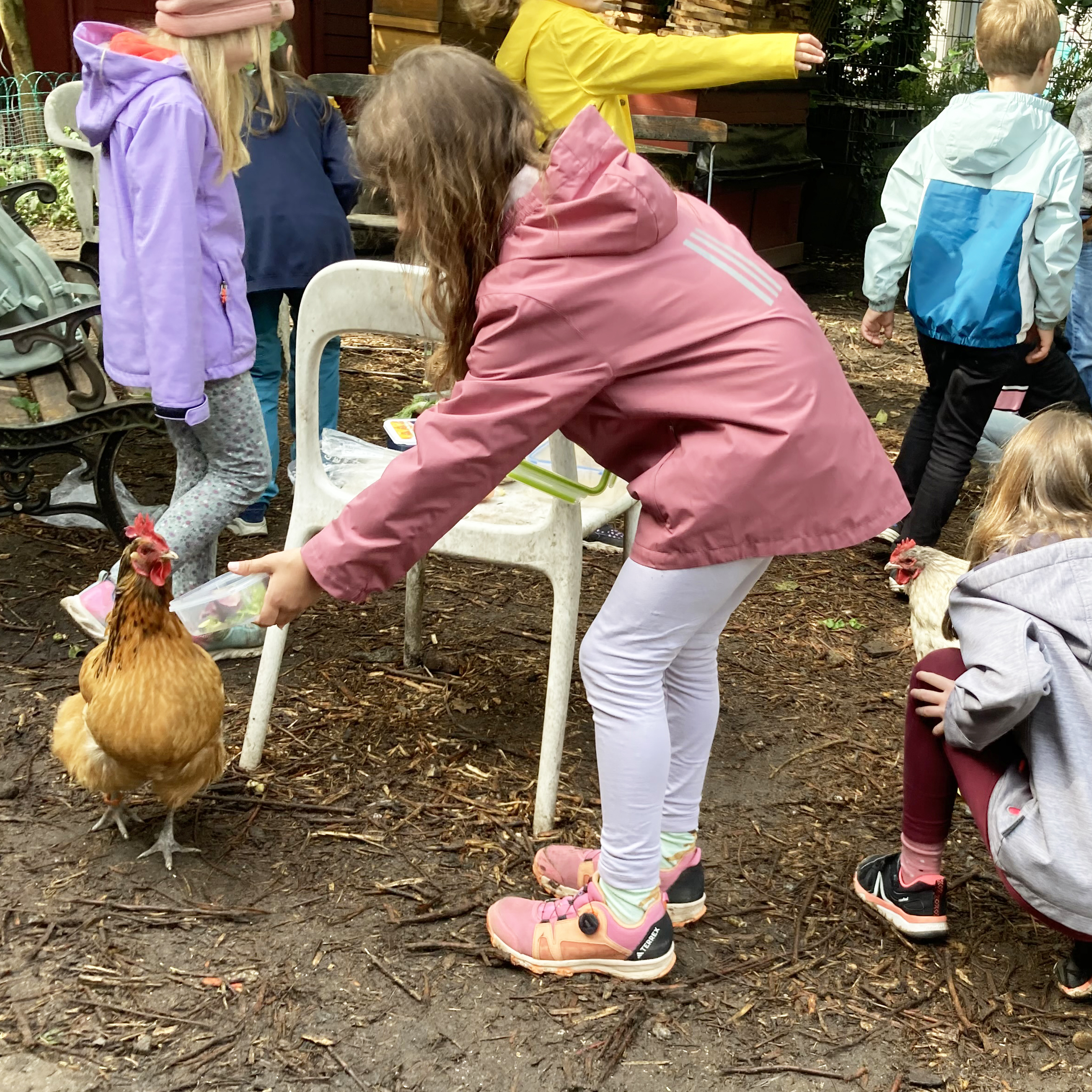 Mehrere Kinder in bunten Jacken füttern ein braunes Huhn im Freien.