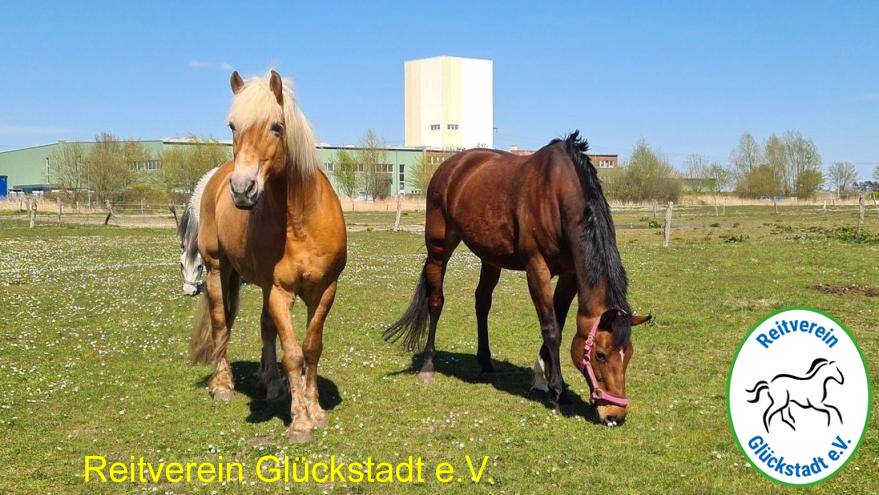 Zwei Pferde grasen auf einer Wiese, Palomino links, braunes Pferd rechts; im Hintergrund Gebäude, Reitverein-Logo.