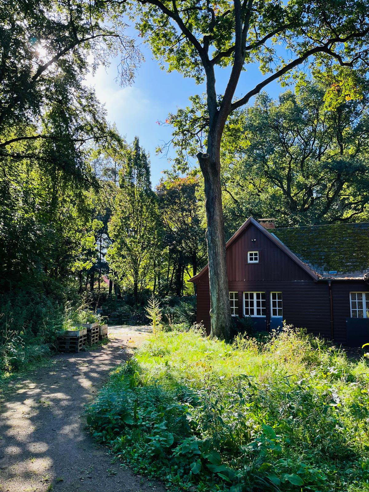 Dunkelbraunes Holzhaus mit weißen Fenstern steht neben einem großen Baum, umgeben von Wald und einem Weg.