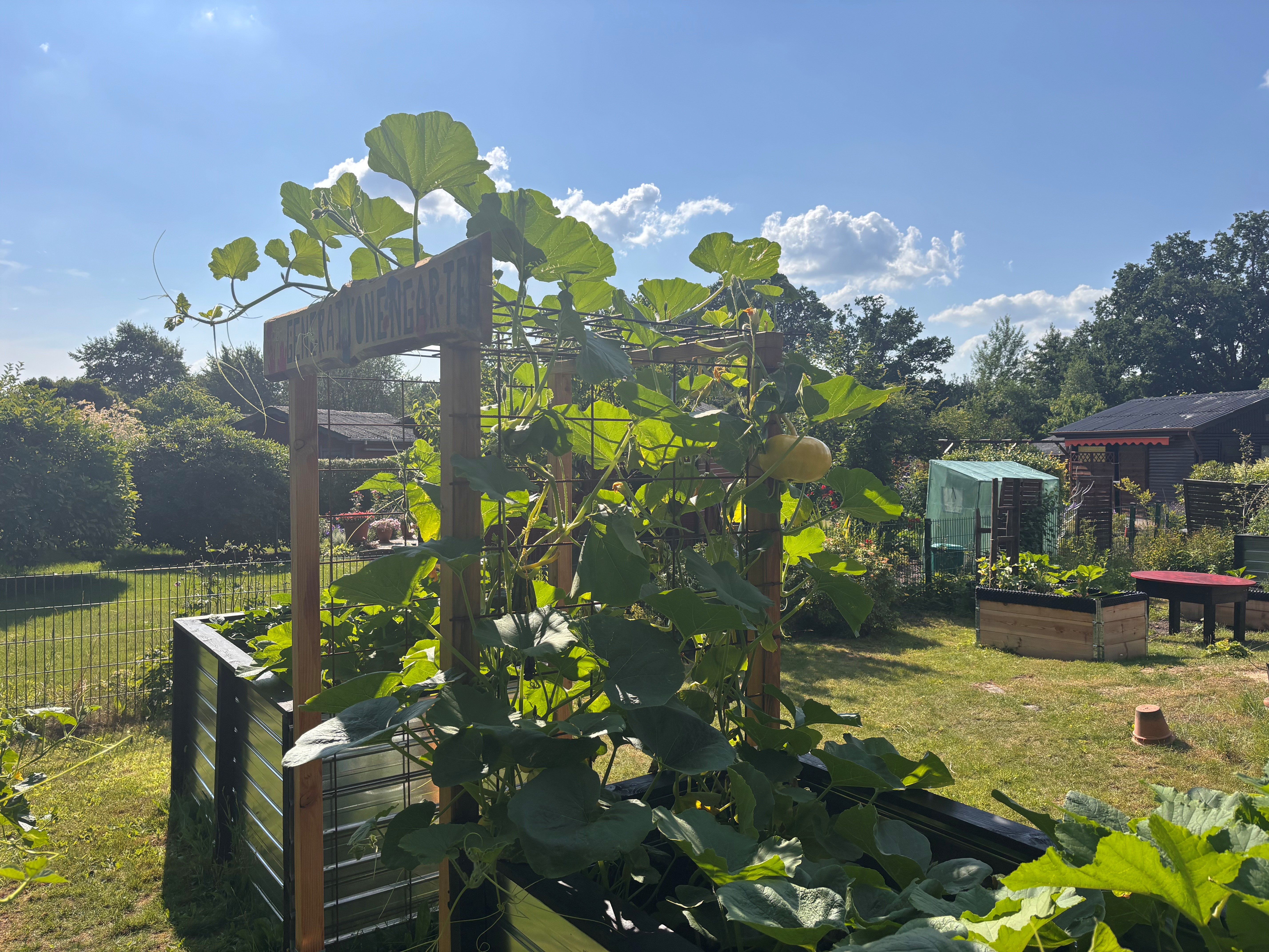 Garten mit Kürbisranken an Holzrahmen, große grüne Blätter vor blauem Himmel.